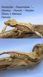 Geco Ciliatus Tricolor Drippy