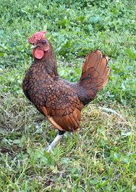 Gallo ornamentale razza sebright oro orlo nero