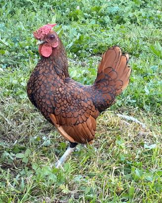 Gallo ornamentale razza sebright oro orlo nero