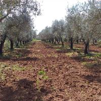 Terreno Agricolo Olivetato Località Sa Segada