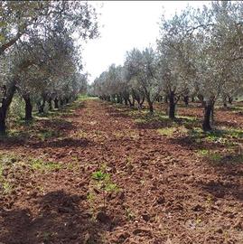 Terreno Agricolo Olivetato Località Sa Segada