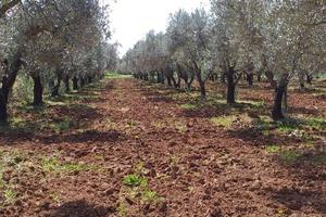 Terreno Agricolo Olivetato Località Sa Segada