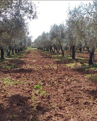 Terreno Agricolo Olivetato Località Sa Segada