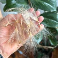 Semi di Adenium obesum