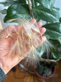 Semi di Adenium obesum