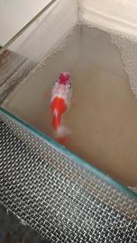Pesce rosso
