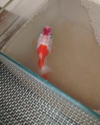 Pesce rosso
