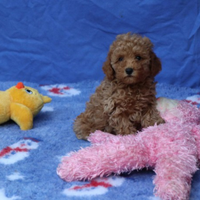 Barboncino toy Red femmina