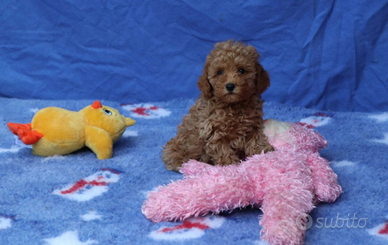 Barboncino toy Red femmina