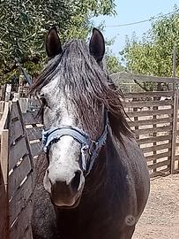 Cavallo Quarab