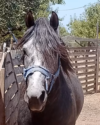 Cavallo Quarab