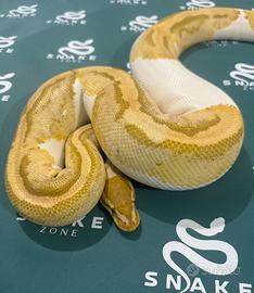 0.1 Reale caramel pied 2016