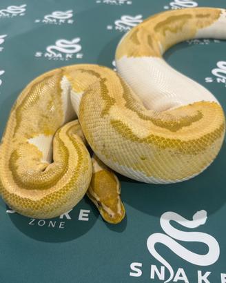 0.1 Reale caramel pied 2016