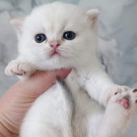 Gattini British Shorthair