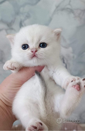 Gattini British Shorthair