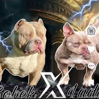 American Bully