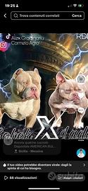 American Bully