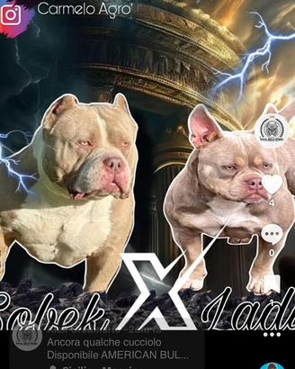 American Bully