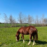 Puledro Quarter Horse
