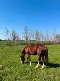 Puledro Quarter Horse