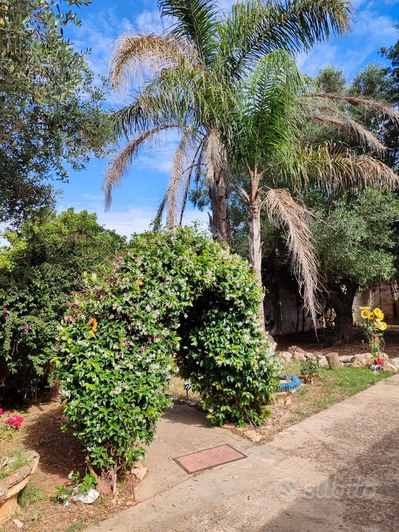 ? Villa in campagna con uliveto e ampio giardino - Vista 3