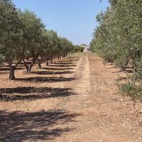 Terreno Agricolo Grottaglie [LM2002ACG]