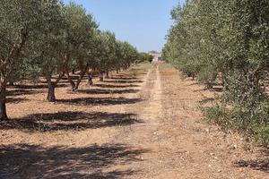 Terreno Agricolo Grottaglie [LM2002ACG]