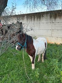 Pony maschio 4 anni