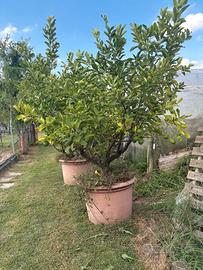 Piante di limone