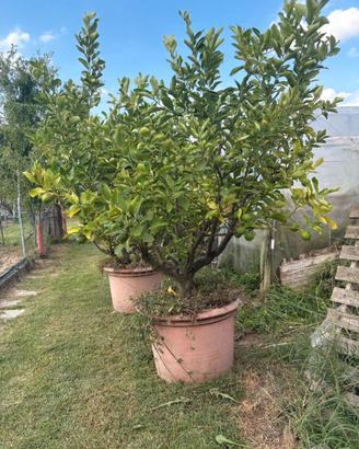 Piante di limone