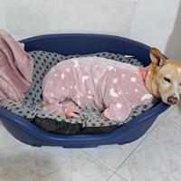 Cagnolina in adozione