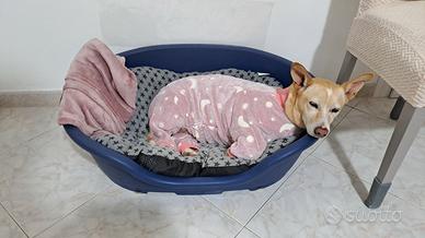 Cagnolina in adozione