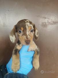 Cuccioli di bassotto