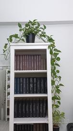 Epipremnum Golden Pothos