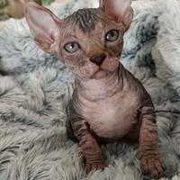 Splendidi cuccioli canadian sphynx su prenotazione