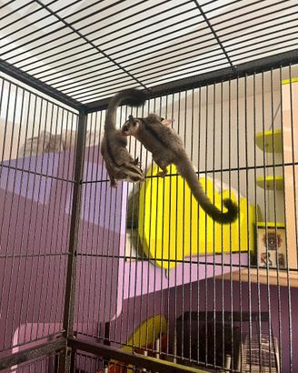 Petauri dello zucchero
