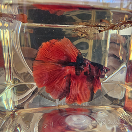 Candy halfmoon betta