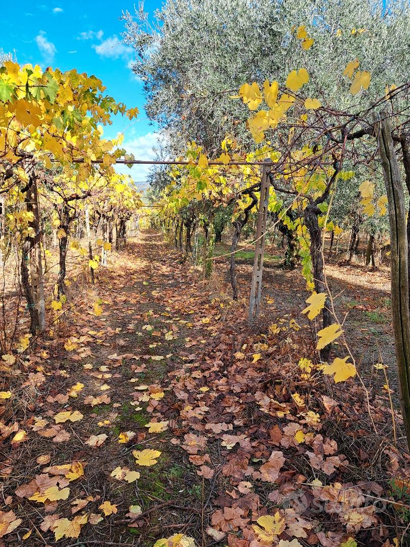Terreno agricolo - Altro