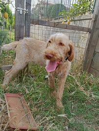 Spinone
