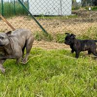 Cucciolo di bulldog francese exotic