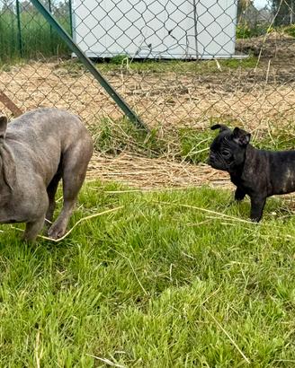 Cucciolo di bulldog francese exotic