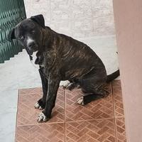 Cane corso
