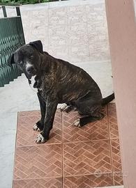 Cane corso