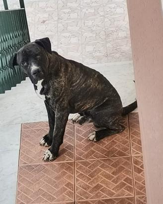 Cane corso