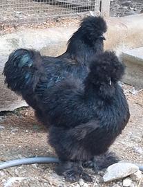 Cocincine millafiori e moroseta silkie