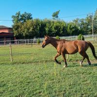 Cavallo sella italiano