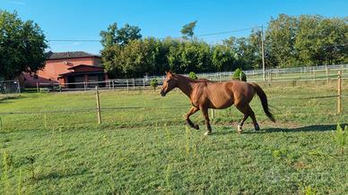 Cavallo sella italiano
