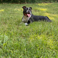 American bully