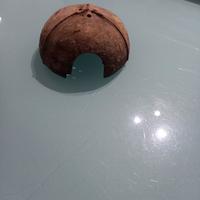 Cocco già trattato per acquario