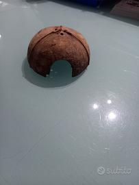 Cocco già trattato per acquario